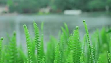 4k实拍湖边绿色植物风景空镜视频的预览图